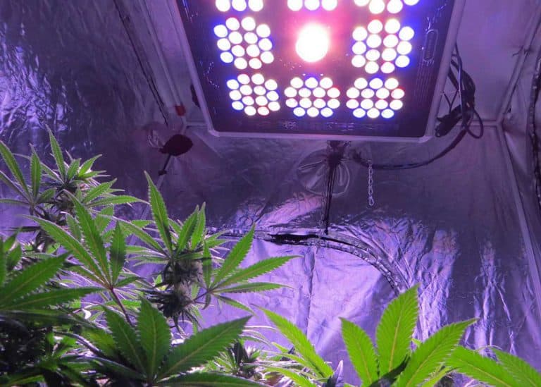 L’effetto benefico della marijuana sulle vendite di LED