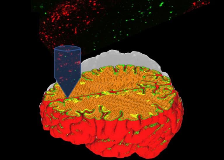 Politecnico di Milano e Humanitas University insieme per studiare tessuti neuronali stampati in 3D