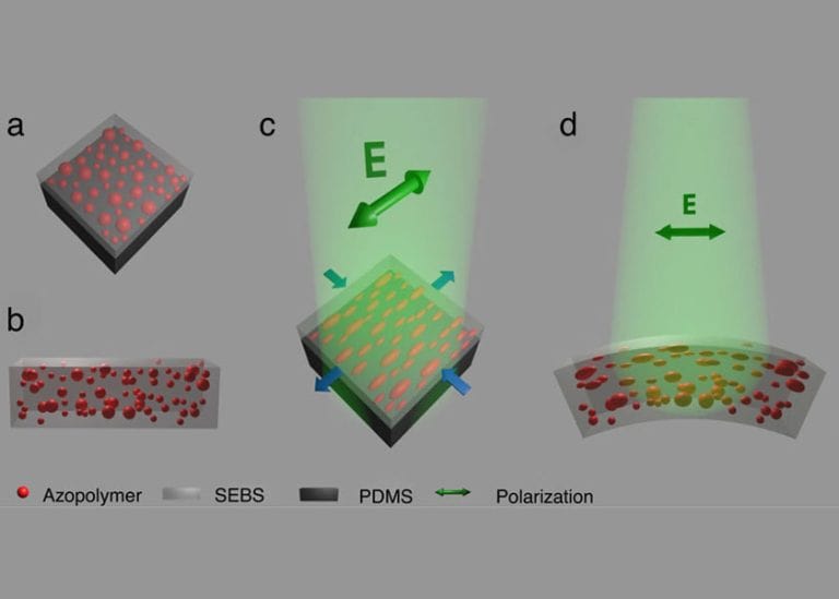 I soft robot del futuro si muoveranno grazie alla luce: la ricerca del Politecnico di Torino su Nature Communications